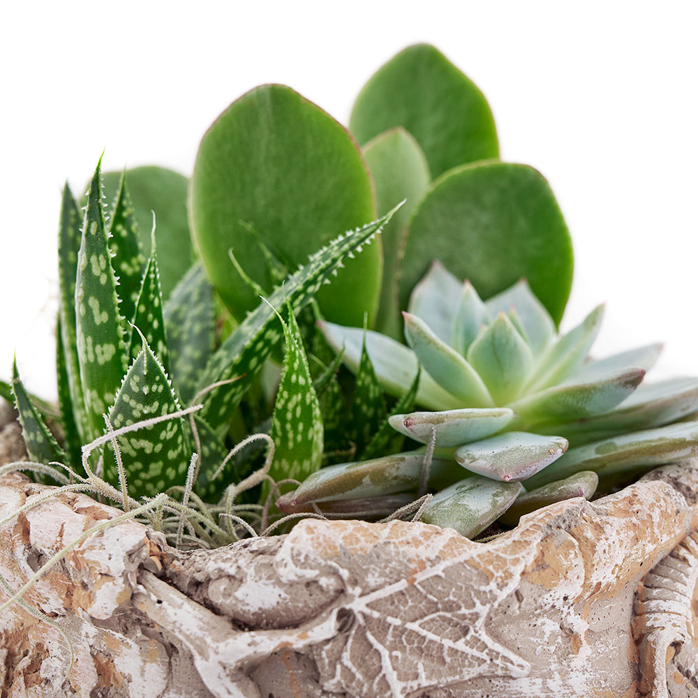 The Shades of Green Succulent Garden from Los Angeles Blooms is a great gift for anyone who loves to be surrounded by plants. Los Angeles Delivery