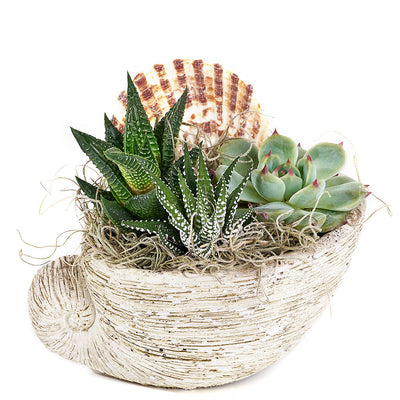 Shell Succulent Arrangement – Succulent Gifts – Los Angeles Blooms