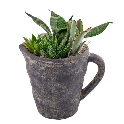 Sitting Pretty Succulent Pitcher - Los Angeles Delivery.