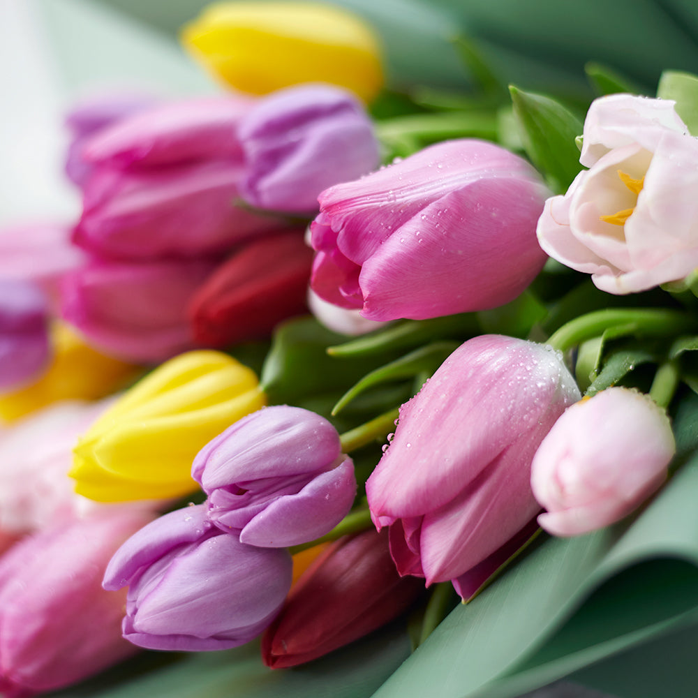 Classy and elegant, the Spring Radiance Tulip Bouquet from Los Angeles Blooms makes a great gift for any occasion. 