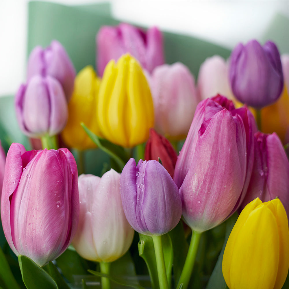 Classy and elegant, the Spring Radiance Tulip Bouquet from Los Angeles Blooms makes a great gift for any occasion. 