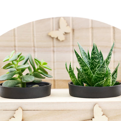 Succulent Greenhouse Garden Bench. Los Angeles Blooms - Los Angeles Delivery