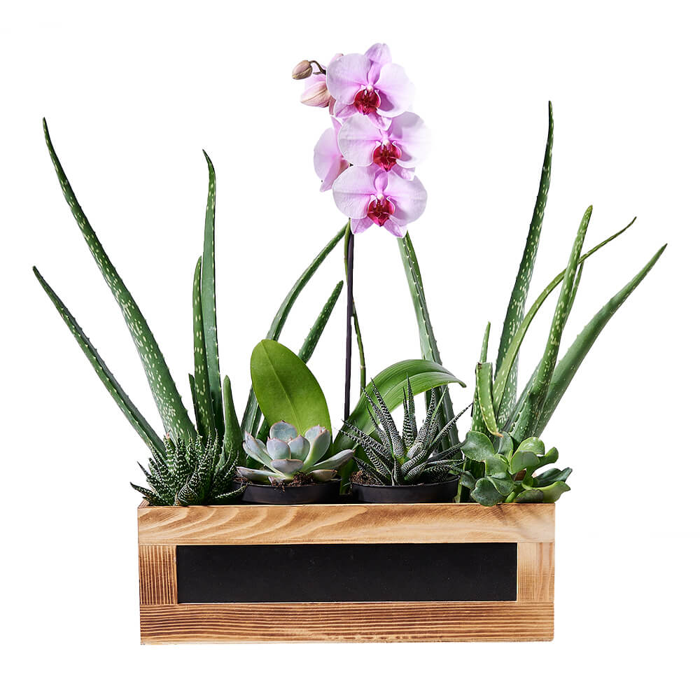 Succulent &amp; Orchid Gift Arrangement, orchid gift, orchid, plant gift, plant, aloe gift, aloe, succulent gift, succulent, graduation gift, graduation. Los Angeles Blooms