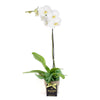 Pearl Essence White Orchid, Los Angeles Blooms- Los Angeles Delivery