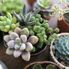 A modern day delight, these plants are great for any space in your home and better still require very little care and maintenance.  Los Angeles Delivery